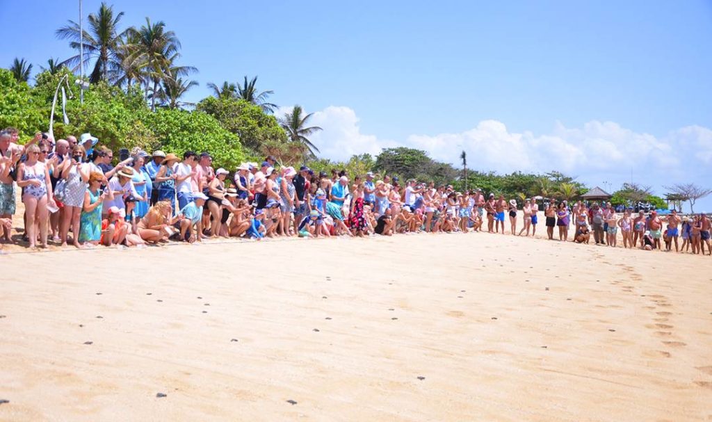 Baby Turtles Release at Nusa Dua Beach Hotel & Spa