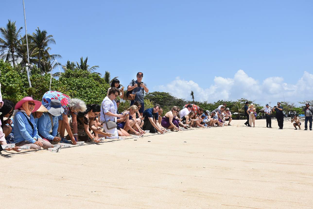 Baby Turtles Release At Nusa Dua Beach Hotel Spa Nusa Dua Beach Hotel Spa Bali