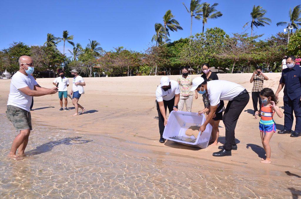 Baby Turtles Release at Nusa Dua Beach Hotel & Spa, Bali